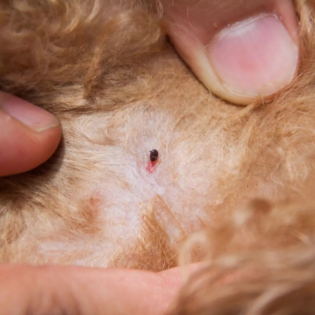 How Do I Control Fleas on Pets?