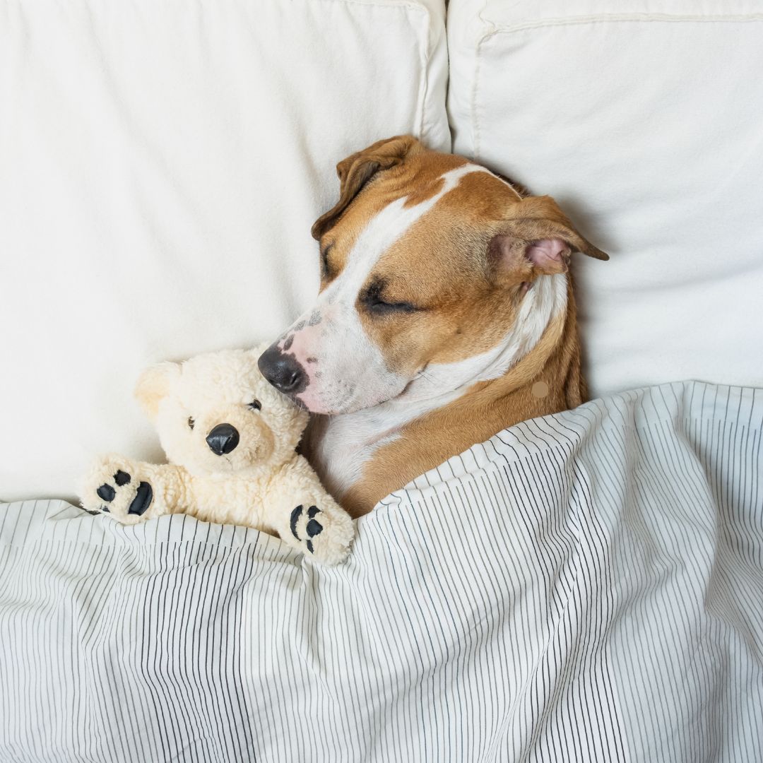 Dog laying in bed | Cleansmart