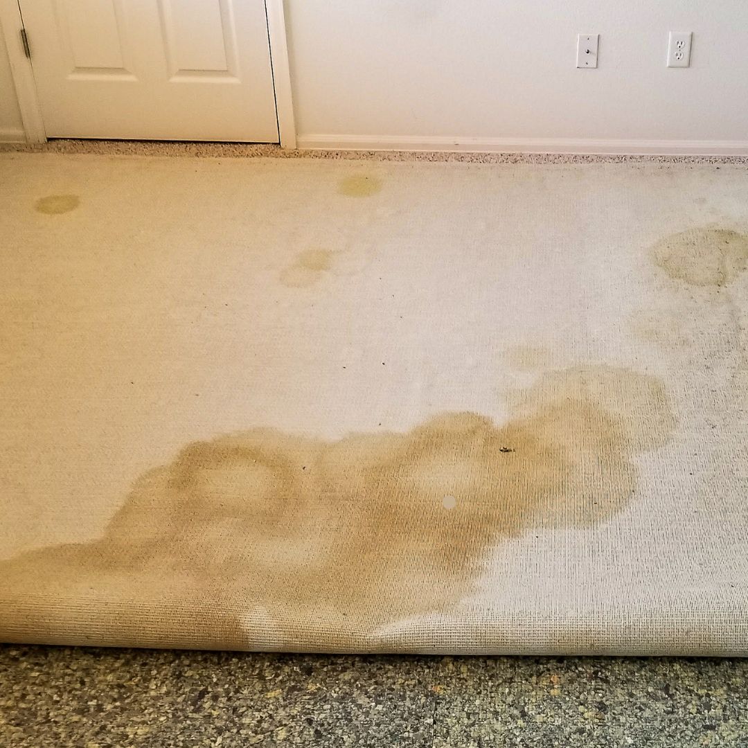 What’s the Best Way to Remove Cat or Dog Urine Smell from Carpet?