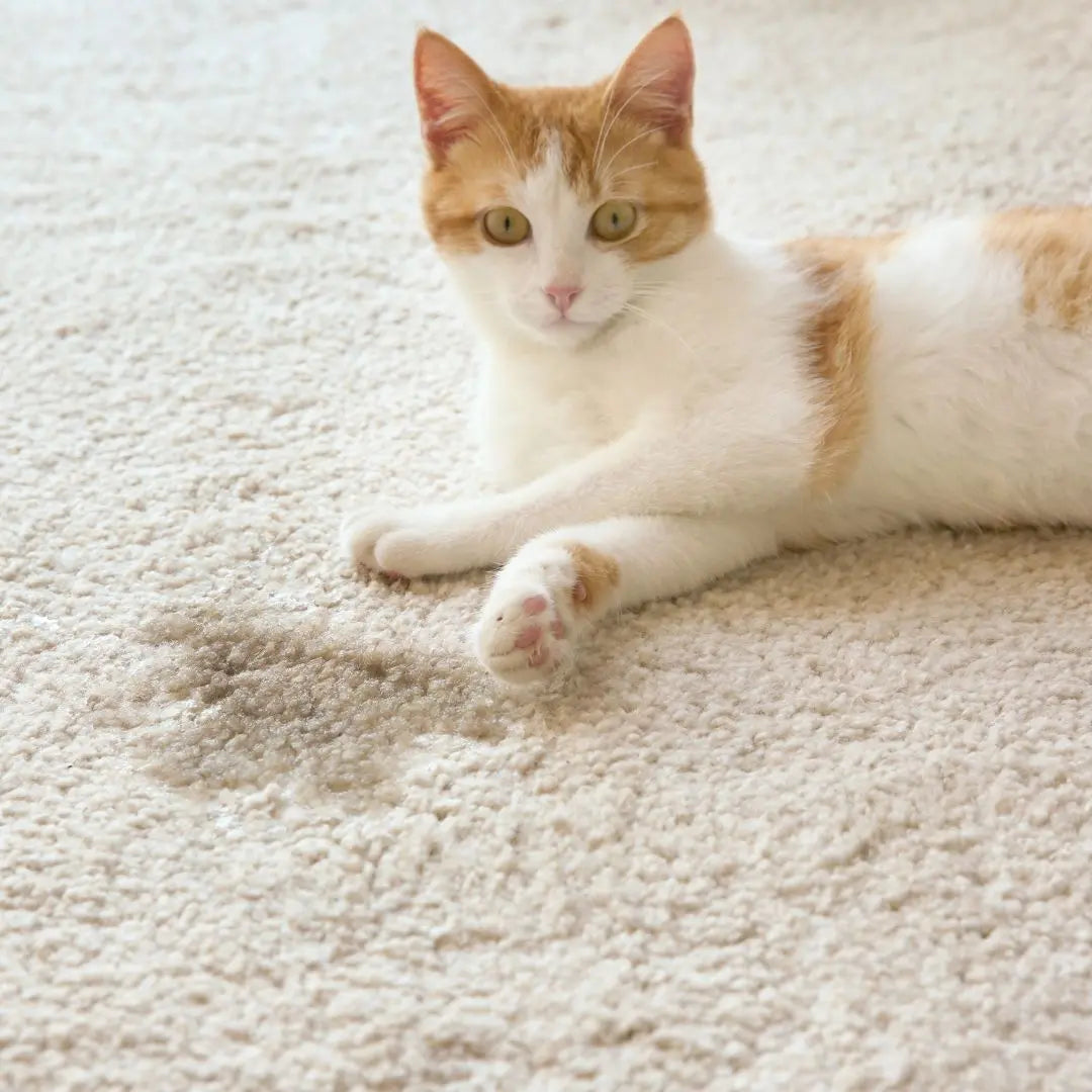 Removing Urine Stains: Expert Tips & Tricks - Cleansmart