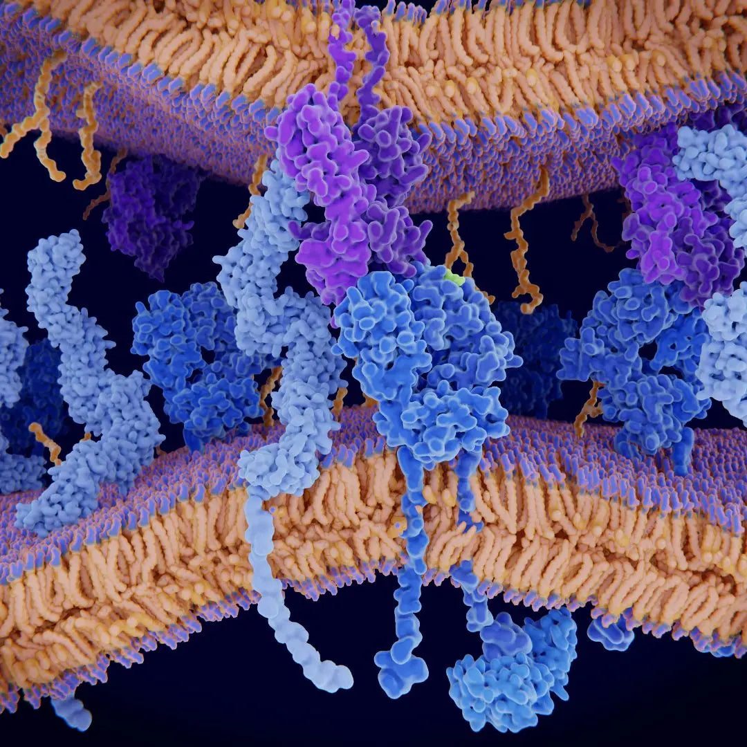Understanding the Key Differences Between Bacteria and Enzymes - Cleansmart
