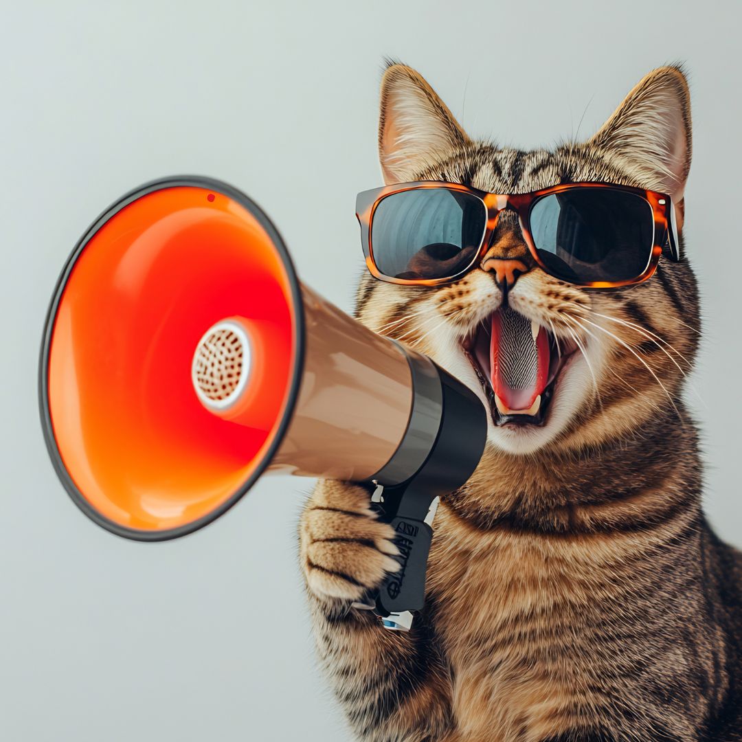 What is the Most Effective Cat Urine Remover?.