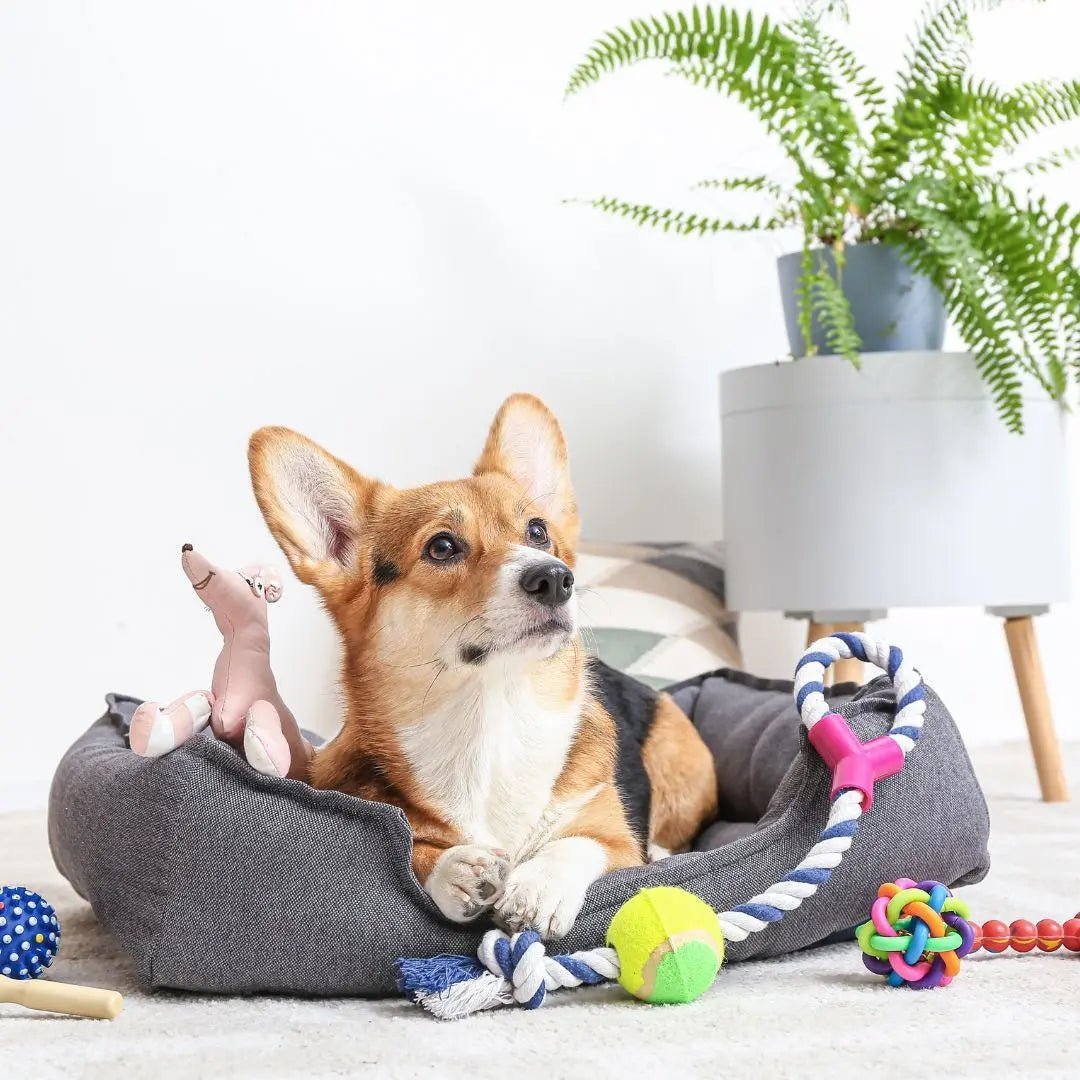 12 Tips to Pet-Proof Your Home - Cleansmart