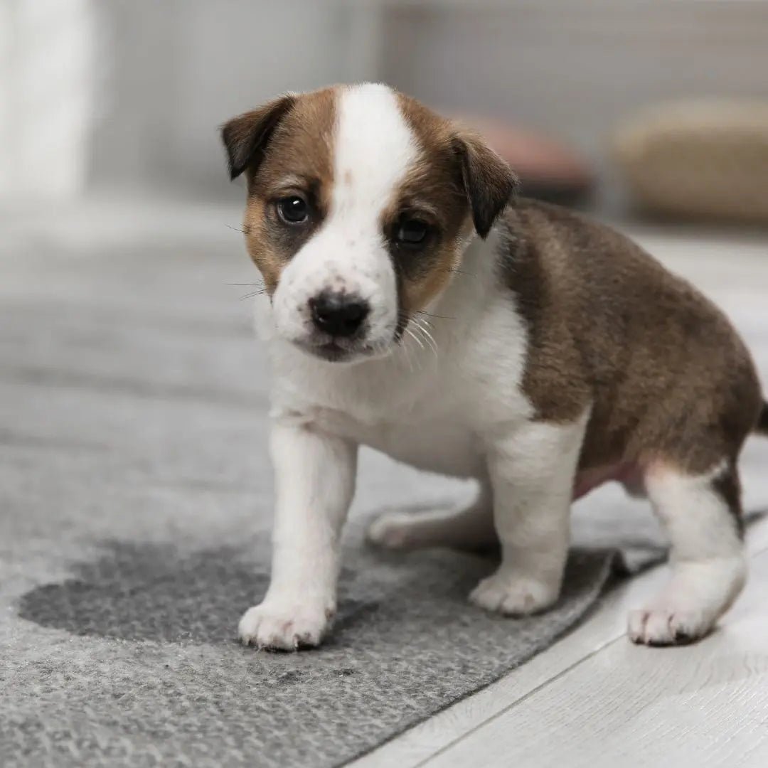 7 Steps to Accurately Detect Urine - Cleansmart