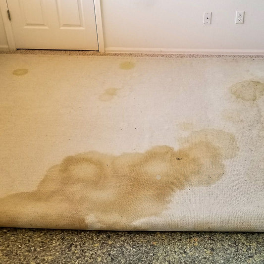 What’s the Best Way to Remove Cat or Dog Urine Smell from Carpet?