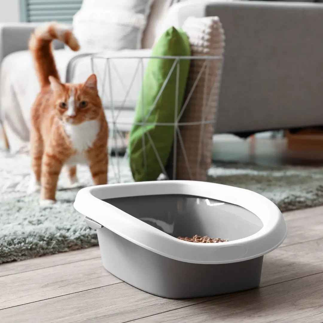 Eradicate Cat Urine Stench with These Tips - Cleansmart