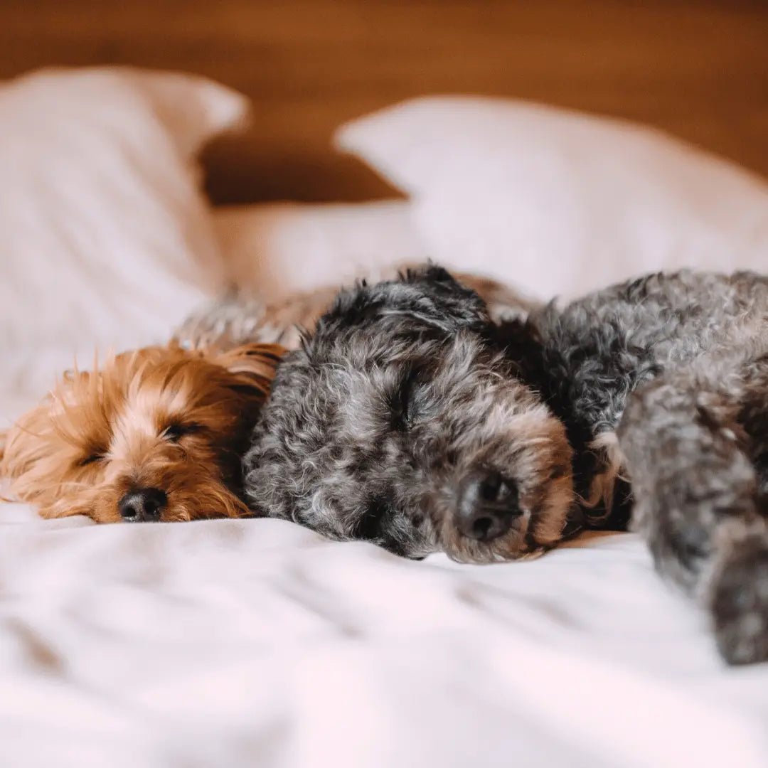 How to choose the correct pet - Cleansmart