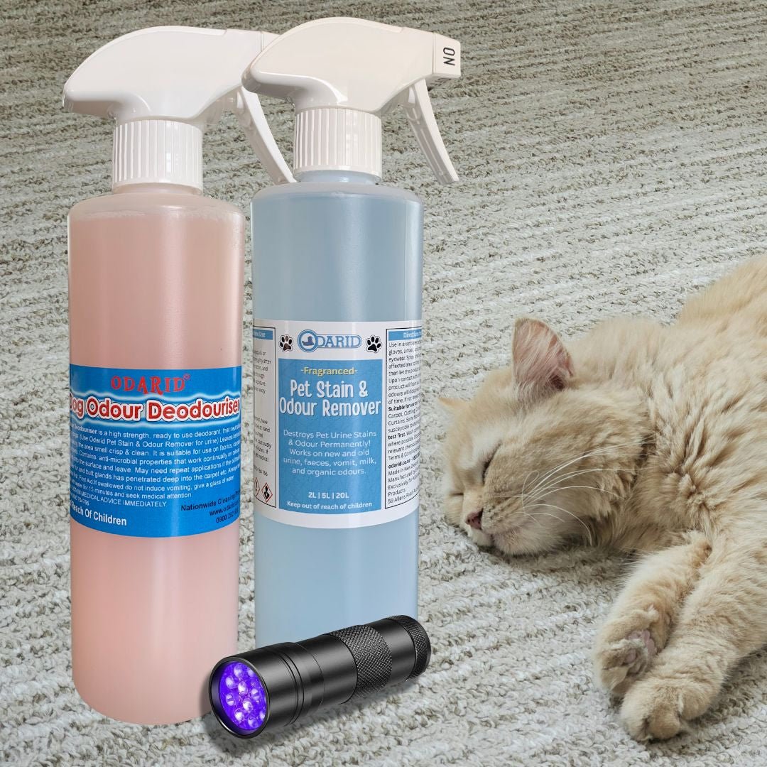 How to Permanently Remove Pet Urine Smell from Carpets & Furniture (NZ Guide) - Cleansmart