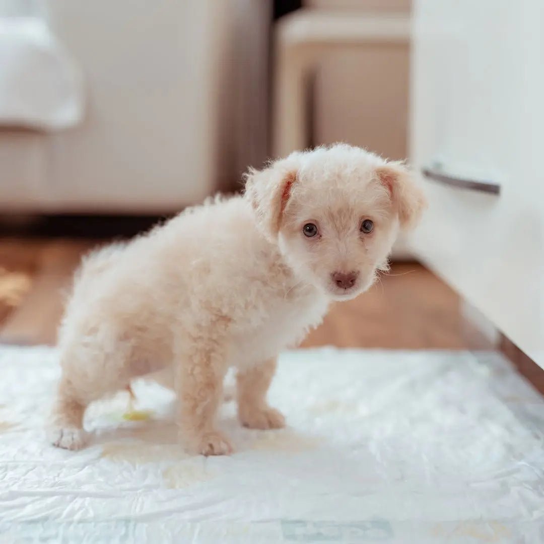 The Ultimate Guide to Puppy Toilet Training - Cleansmart