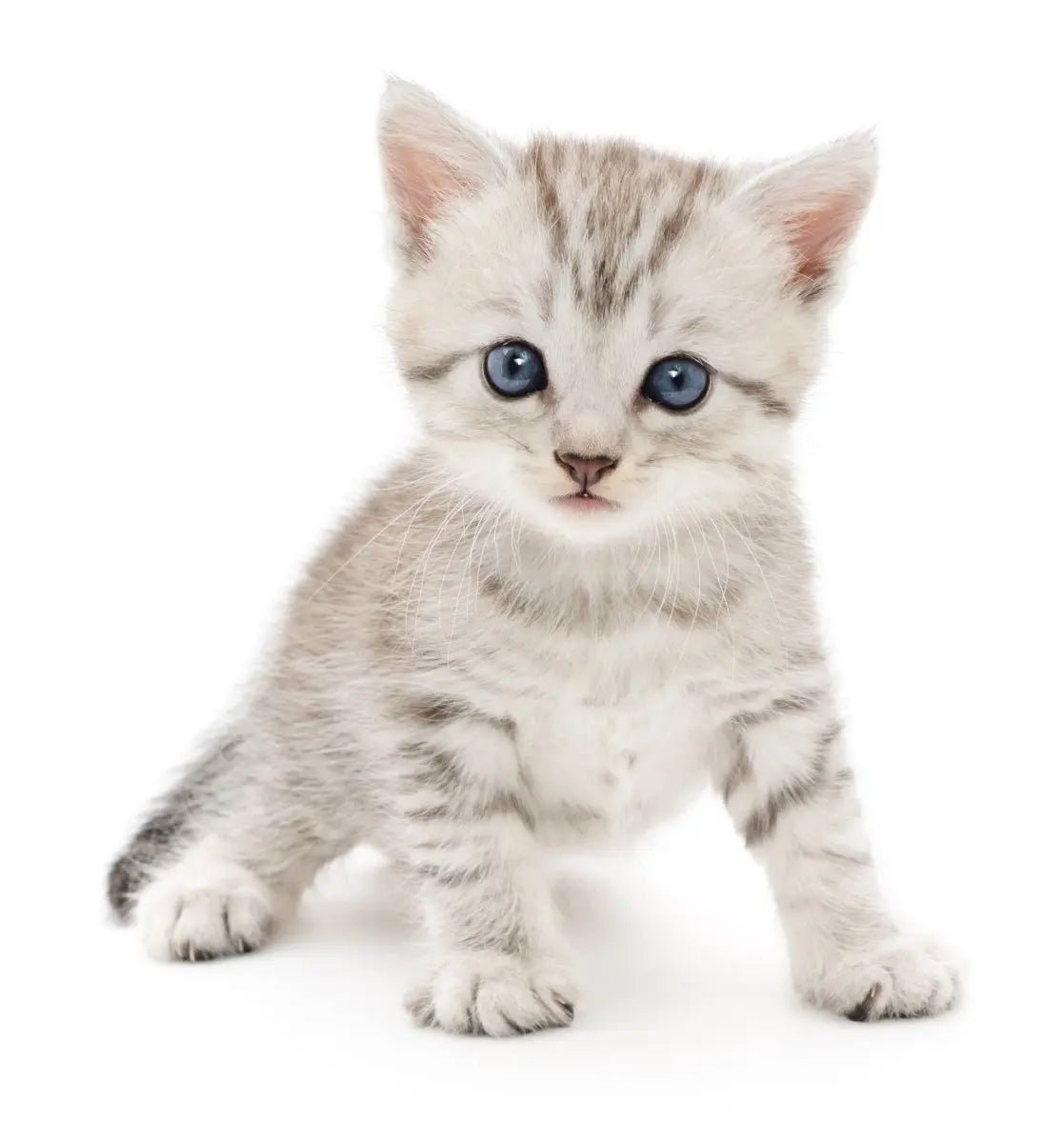 Understanding Uric Acid Odours in Homes with Pets - Cleansmart