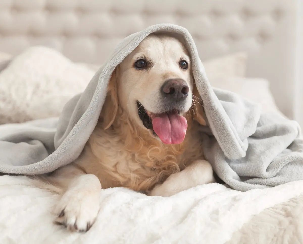 What are the 12 must-dos when looking at getting a family pet - Cleansmart