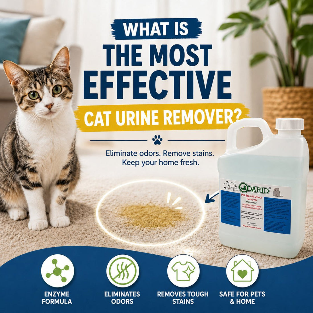 What Is the Most Effective Cat Urine Remover? - Cleansmart
