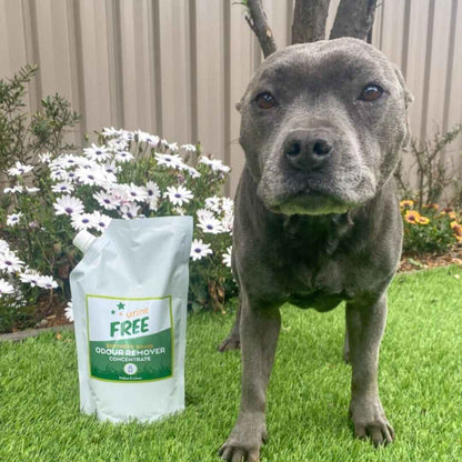 Artificial Grass Cleaner Concentrate | Restores Freshness | urineFREE - Cleansmart