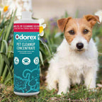 Pet Cleanup Concentrate | Eliminate Odours & Stains - Odorex - Cleansmart